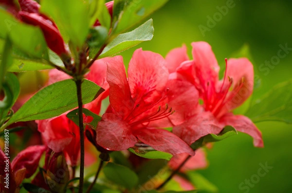 Fototapeta やまつつじ