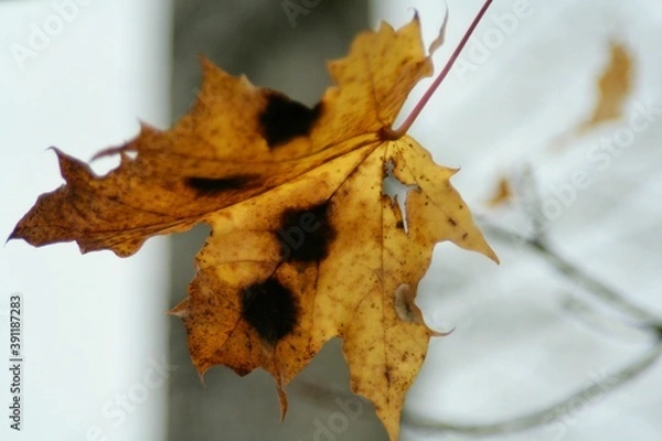 Obraz Leaf