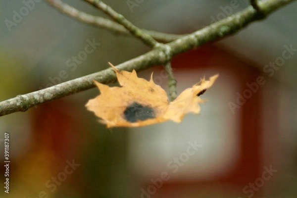 Obraz Leaf
