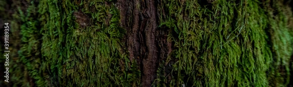 Fototapeta texture of tree bark covered with moss
