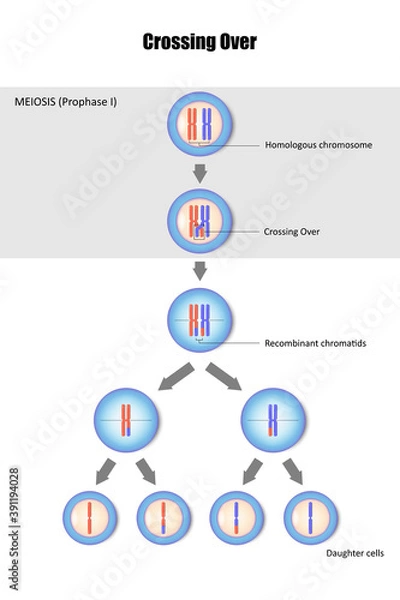 Fototapeta Diagram of Crossing Over, Genetic recombination, Crossing over during meiosis, Process of genetic material is exchanged between homologous chromosome