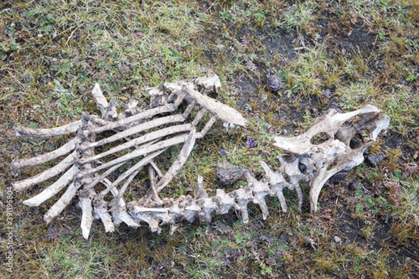 Obraz Animal bones on the ground