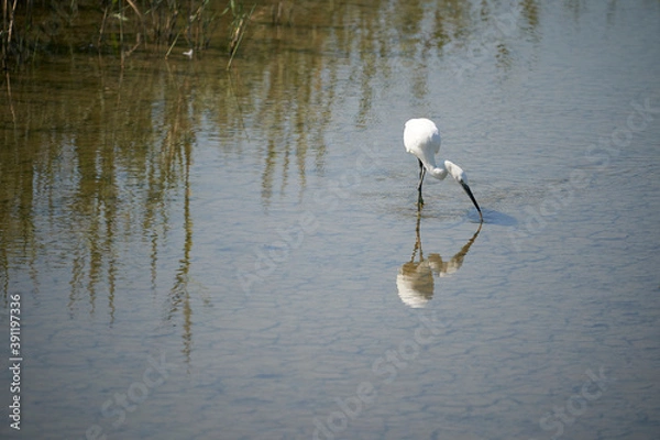 Obraz A little egret and its reflection in the water
