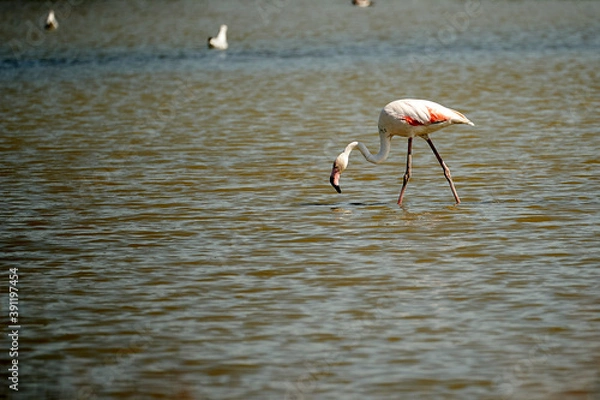 Obraz a flamingo in the lagoon