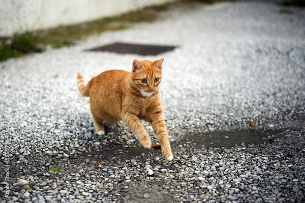 Obraz A cat jumping on a dirt road
