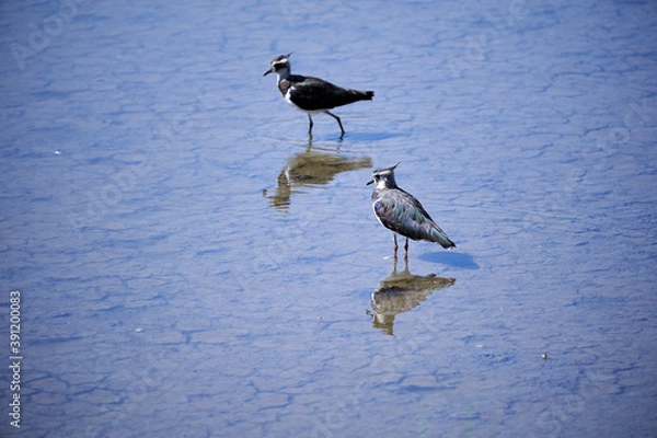 Obraz Two lapwings in the water