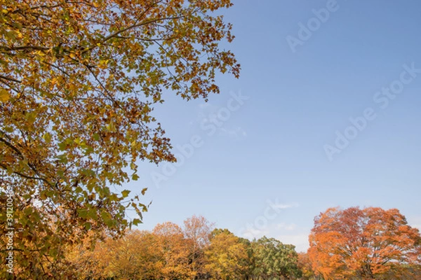 Fototapeta 日本の紅葉と空