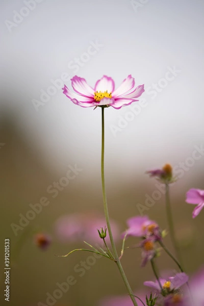 Fototapeta 一輪のコスモス
