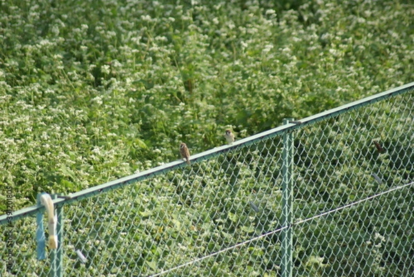 Fototapeta 蕎麦の花を背景に緑の金網フェンスに止まるスズメたち