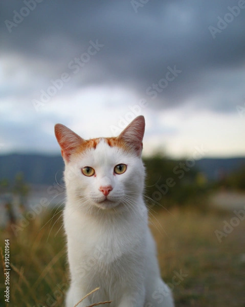 Fototapeta beautiful cat red and white sitting on the beach against