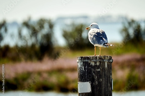 Obraz A seagull on a bollard