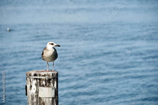Obraz A seagull on a bollard