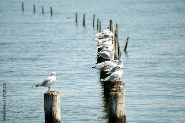 Obraz Several seagulls on wooden bollards