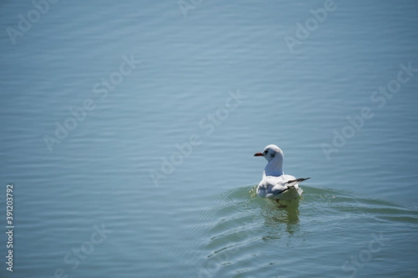 Obraz Seagull swimming in the sea