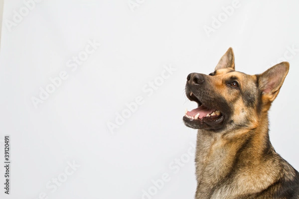 Obraz Busto Pastor Alemán