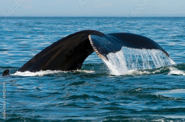Obraz Humpback Whale fluke