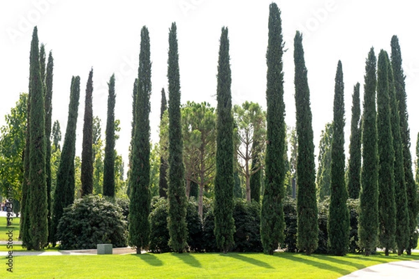 Fototapeta Very tall cypress trees in a Park in southern country