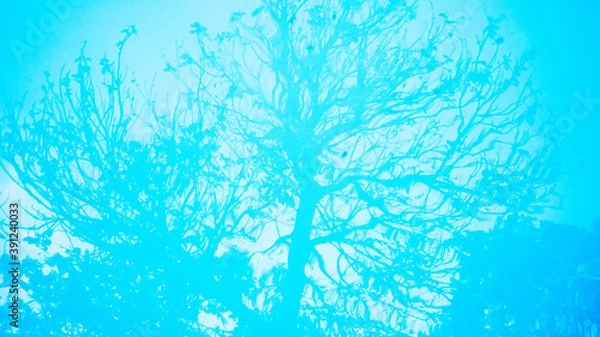 Obraz Trees silhouette reflected on the blue water of a swimming pool, artistic photography, nature representation, life on holidays, turquoise surface