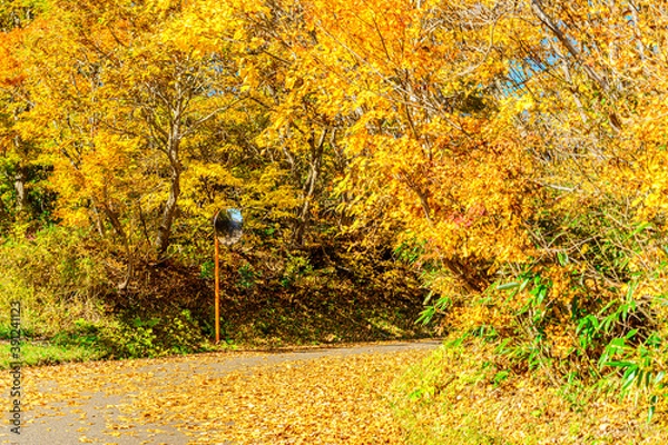 Fototapeta 【秋イメージ】鮮やかな紅葉