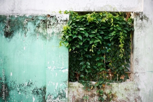 Fototapeta old wall with window and ivy
