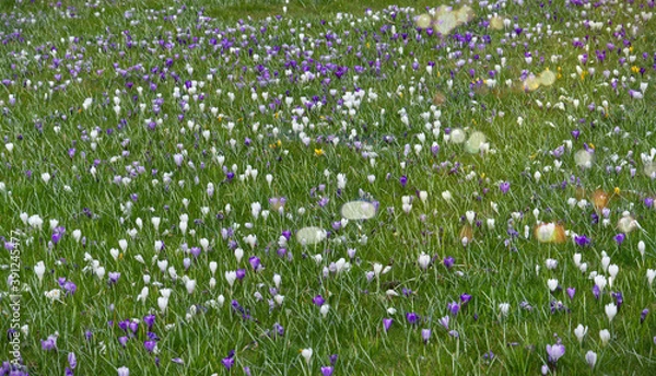 Obraz flowers in the grass spring time