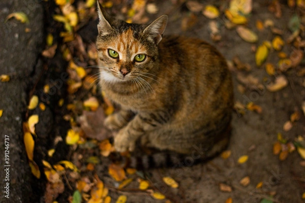 Obraz Autumn cat