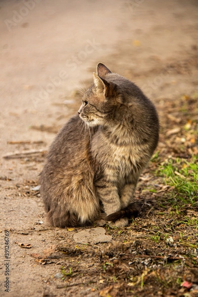 Fototapeta Autumn cat