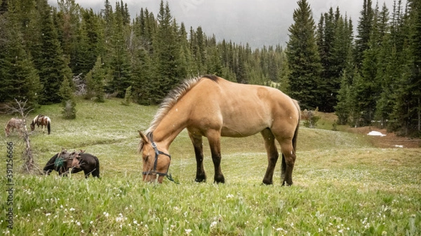 Obraz Unsaddled horse grazing on an blossoming alpine meadow in spring (BC, Canada).
