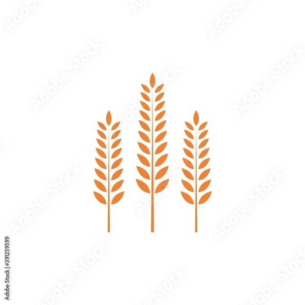 Fototapeta Wheat