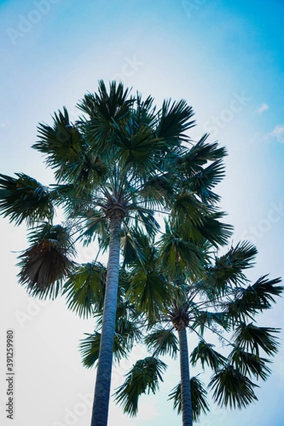 Obraz Palm trees against blue sky