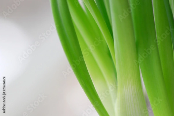 Fototapeta Close up view of onion stems with negative space for copy