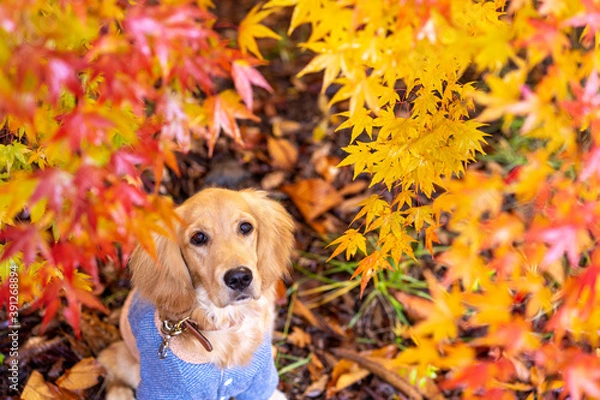 Fototapeta もみじ湖／ゴールデンレトニエル