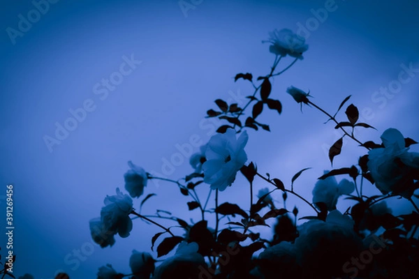 Fototapeta 薔薇　モノトーン