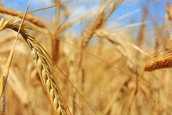 Fototapeta Golden ears of wheat in a field