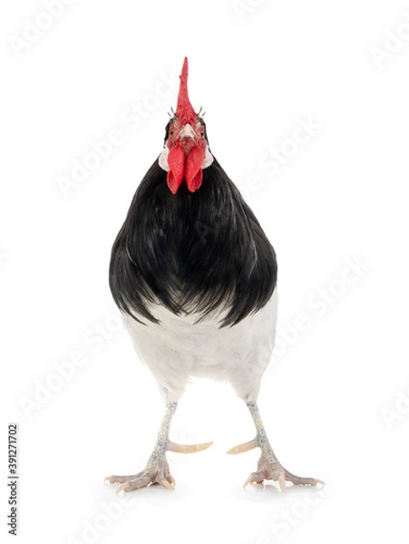 Fototapeta black and white rooster isolated on white background