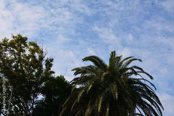 Fototapeta 晴れた青空高くヤシの木がそびえる
