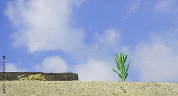 Fototapeta A sprout on a stone