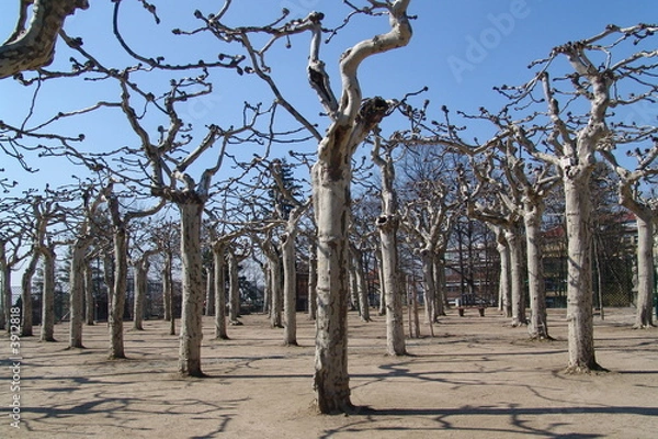 Obraz Platanen in Darmstadt