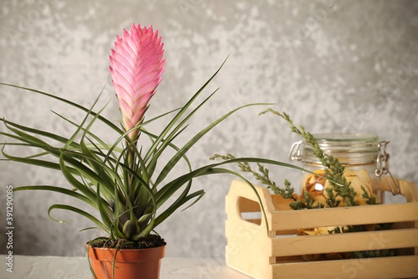 Obraz Indoor bromeliad on a white background
