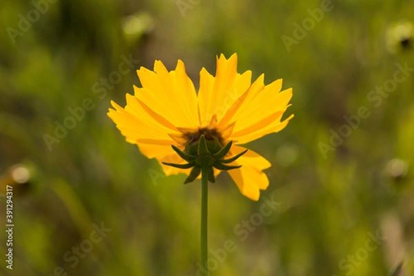 Obraz オオキンケイ菊