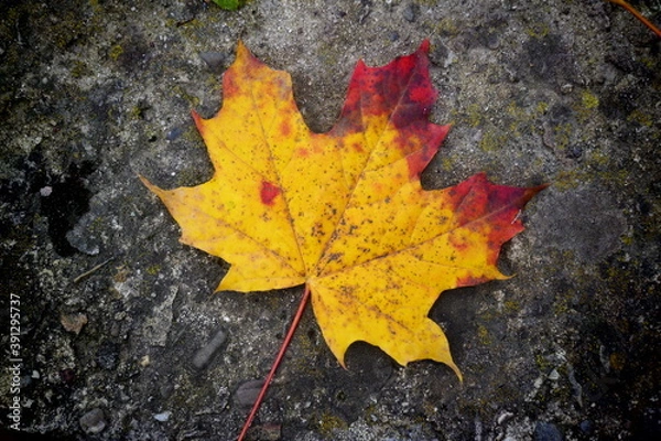 Obraz autumn maple leaf