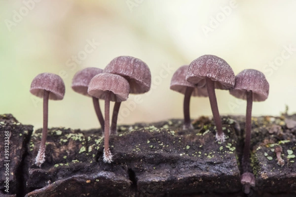 Fototapeta Mycena meliigena tiny purple colored mushroom growing on decaying wood on blurred orange green background