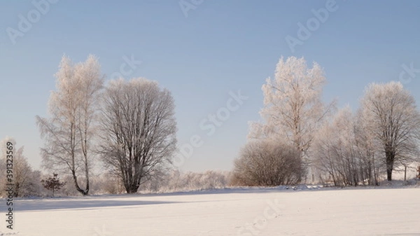 Fototapeta trees in the snow