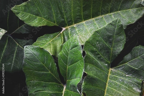 Obraz leaf with black background
