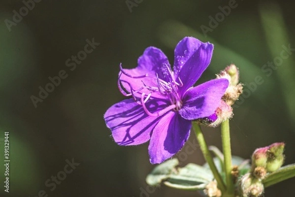 Obraz 
fioletowy kwiat