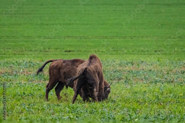 Fototapeta 
impressive giant wild bison fighting with each other in the autumn scenery