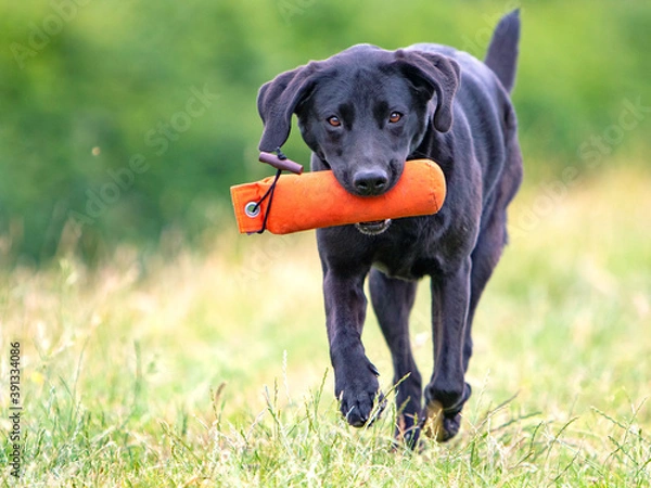 Obraz Labrador Retriever beim Dummytraining
