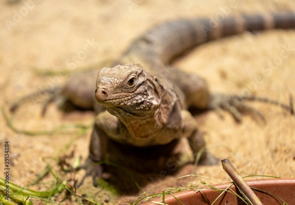 Fototapeta lizard on the sand