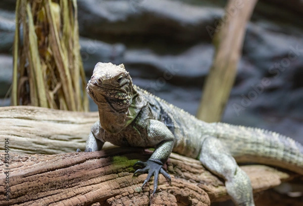 Fototapeta iguana on the tree