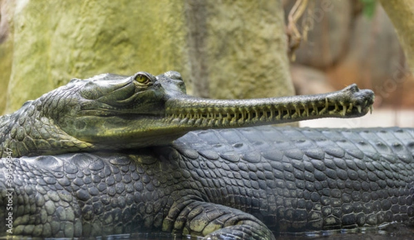Obraz alligator in the everglades